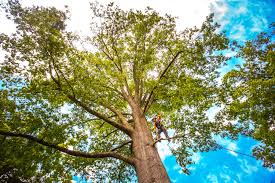 How Our Tree Care Process Works  in  Vassar College, NY