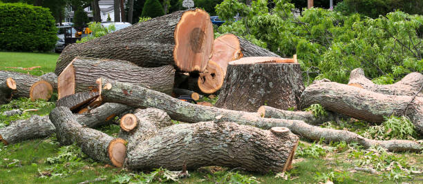 Reliable Vassar College, NY Tree Care Solutions