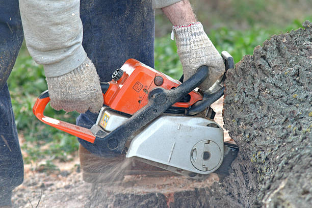 How Our Tree Care Process Works  in  Vassar College, NY