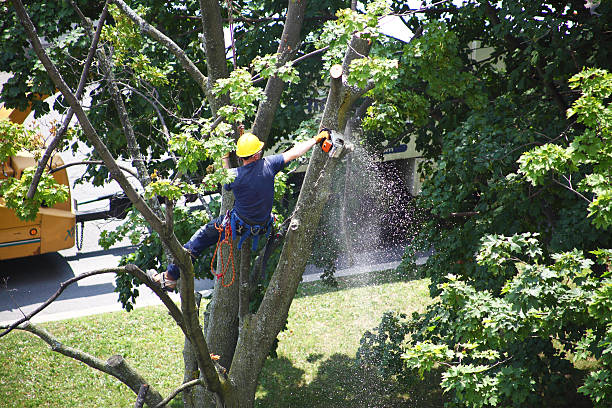 Grass Overseeding in Vassar College, NY